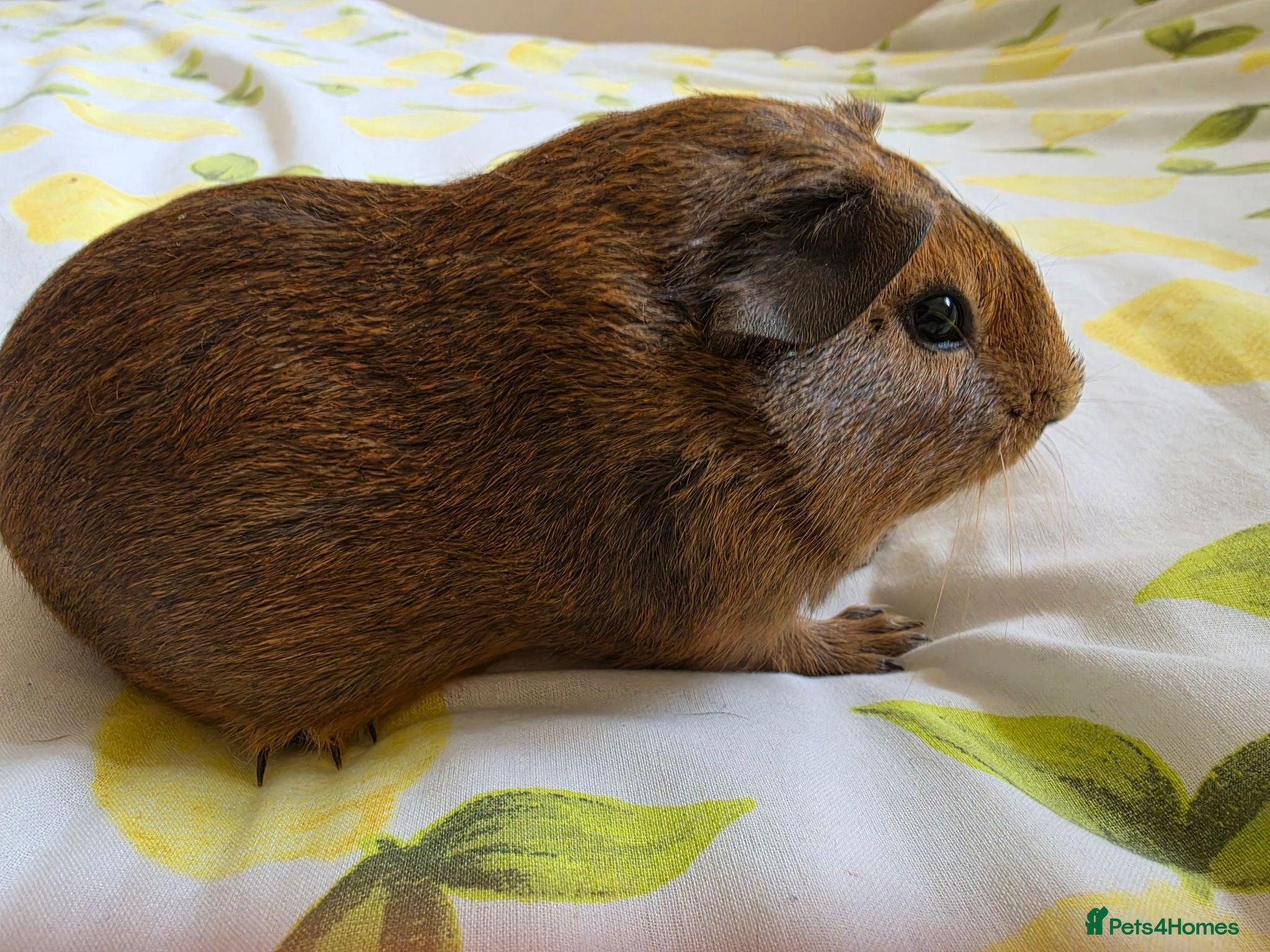 Guinea Pig rodents Boys rtl  - Advert 2