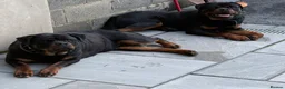 Rottweiler dogs for sale: Beautiful Chunky Rottweiler Puppies Now Here  - Advert 14