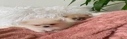 Pomeranian dogs for sale: Snow White Pomeranian for sale - Advert 14