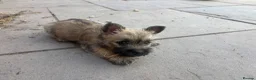Cairn Terrier dogs for sale: KC Registered Cairn Terrier Pups - Advert 13