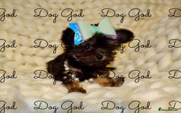 Mixed Breed dogs for sale: Exquisite Maltese X Chihuahua F1 Malchi Puppy - Image 5