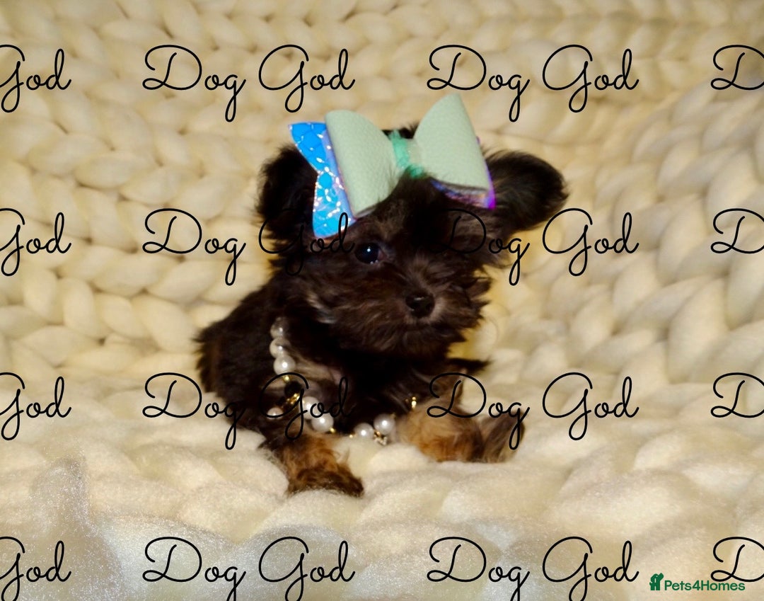 Mixed Breed dogs for sale: Exquisite Maltese X Chihuahua F1 Malchi Puppy - Image 5