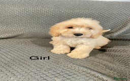 Cockapoo dogs for sale: Cockapoo Puppies F1  - Image 12