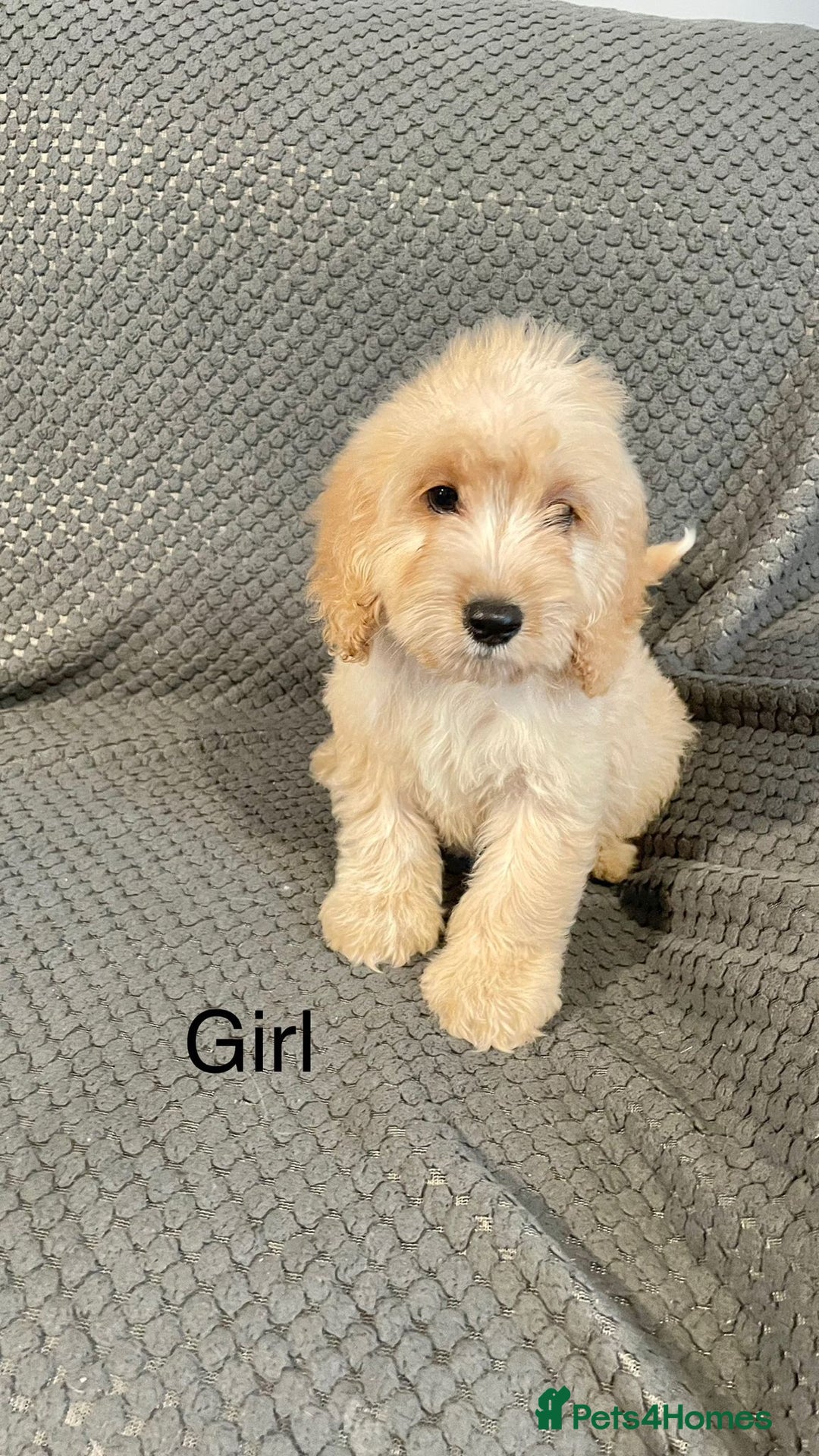Cockapoo dogs for sale: Cockapoo Puppies F1  - Image 12