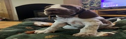 Bracco Italiano dogs for sale: Family raised Bracco Italiano puppies - Advert 3
