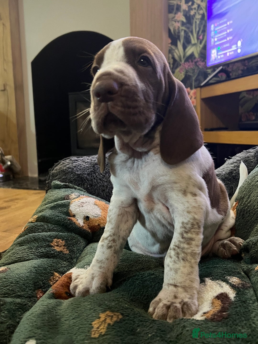 Bracco Italiano dogs for sale: Family raised Bracco Italiano puppies - Advert 3