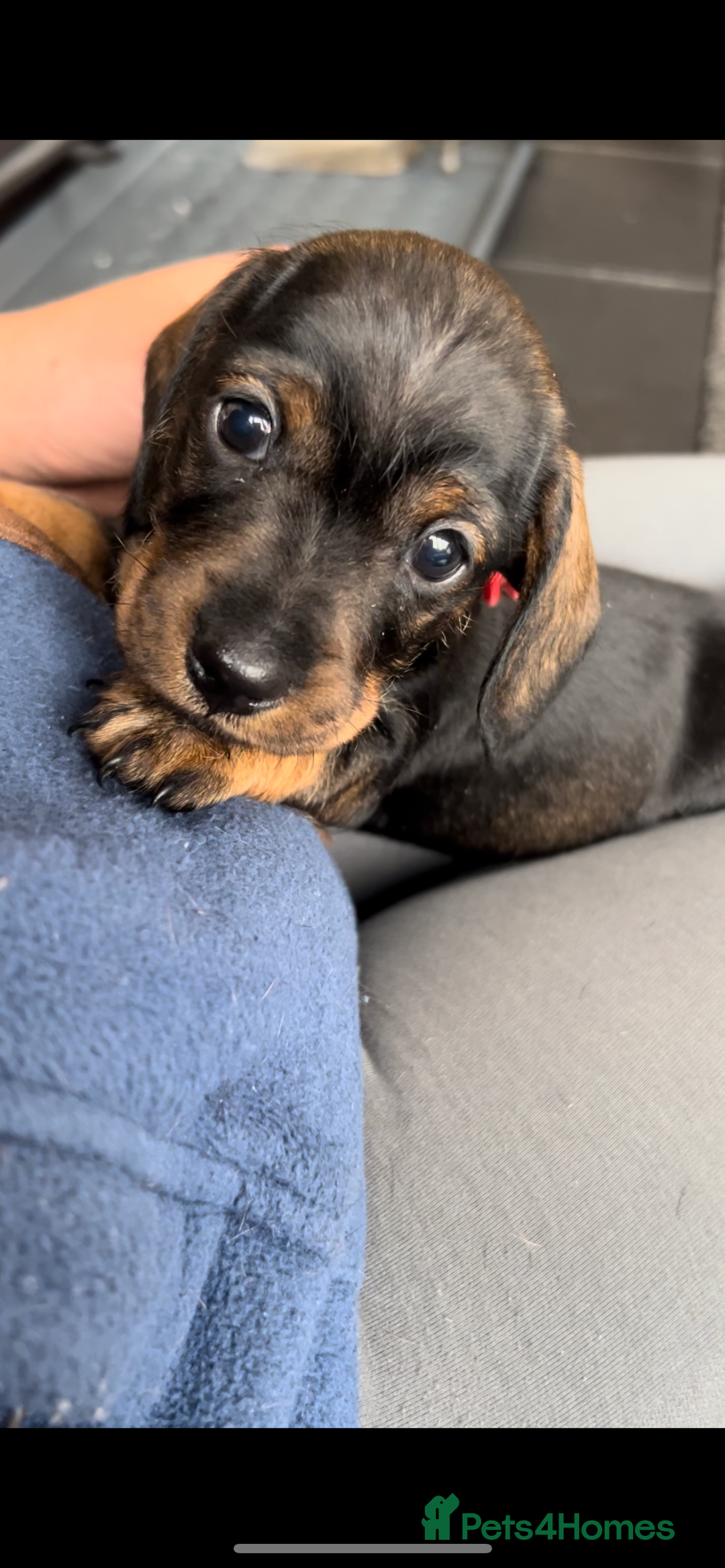 Miniature Dachshund dogs for sale: Miniature Dachshund - Image 2