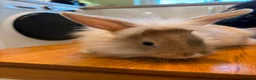 Lionhead rabbits for sale: 2 male lion head boys both brothers - Advert 8