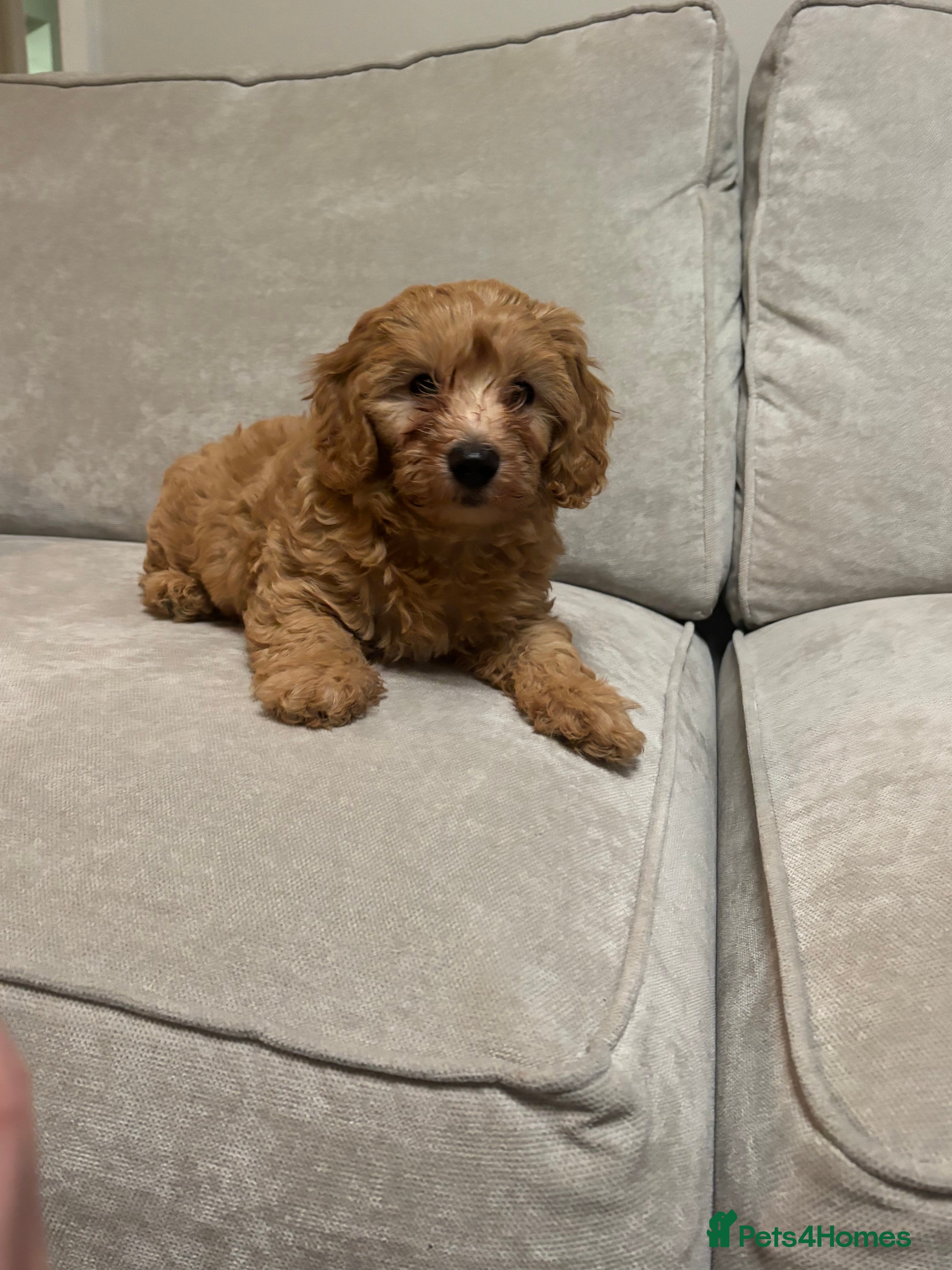 Cavapoo dogs Stunning cavapoo  - Advert 3