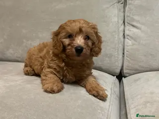 Cavapoo dogs Stunning cavapoo - Advert 6