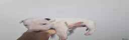 Bull Terrier dogs for sale: Bullterrier  - Advert 9