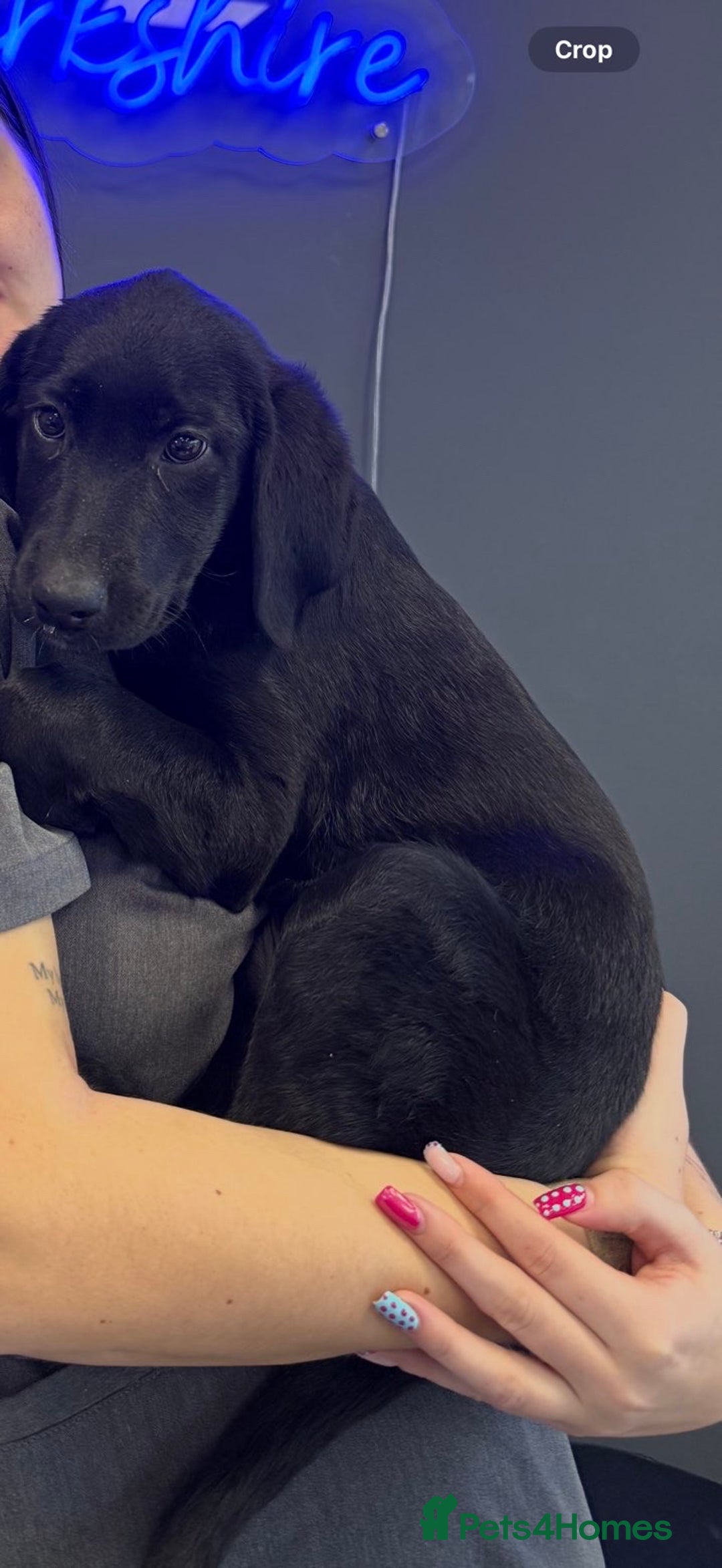 Labrador Retriever dogs for sale: Beautiful 11 week old Lab puppy (female) - Image 4