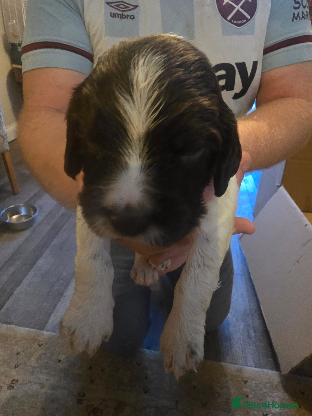 English Springer Spaniel dogs for sale: English Springer Spaniel liver & white pups - Advert 22