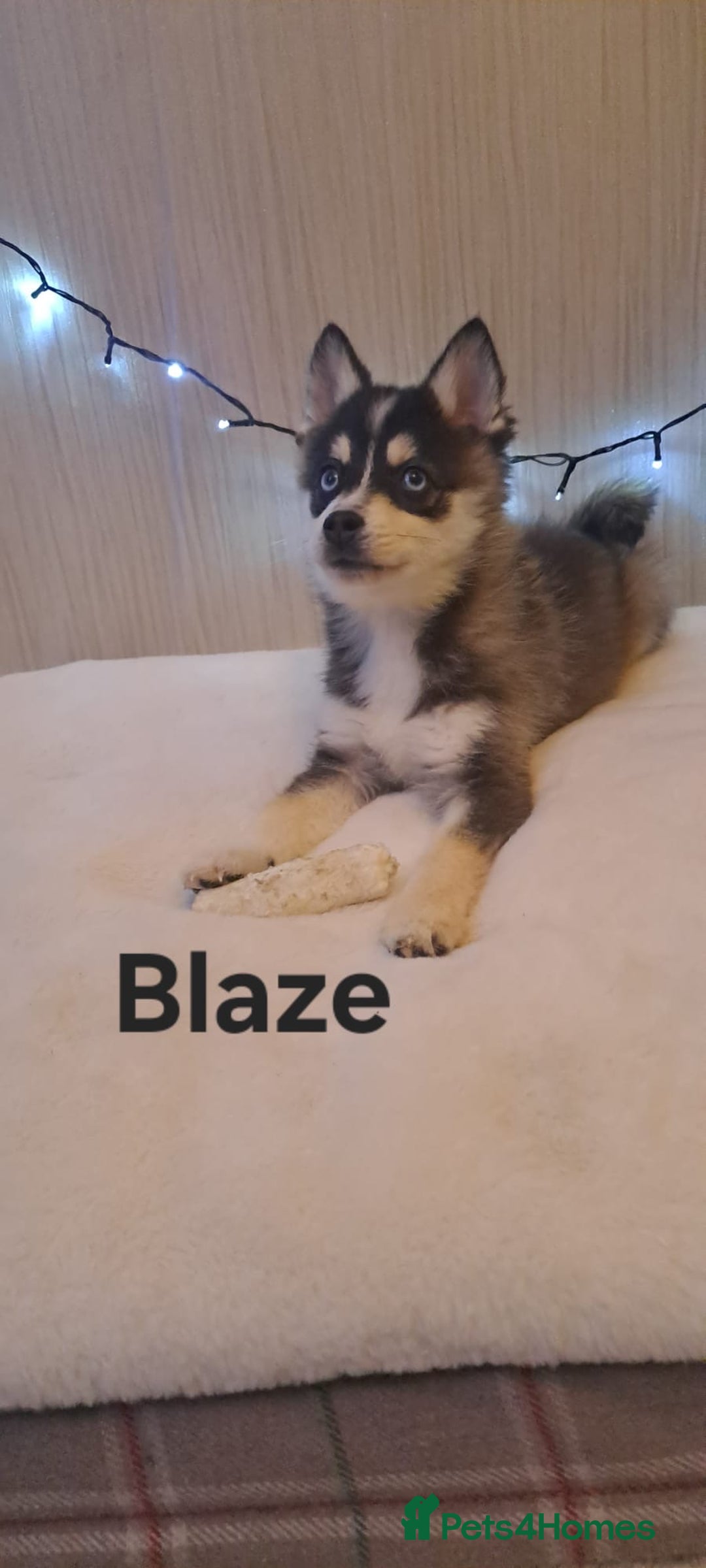 Pomsky dogs for sale: 2 Boys leftStunning Blue eyed F4 Pomsky pups - Advert 35