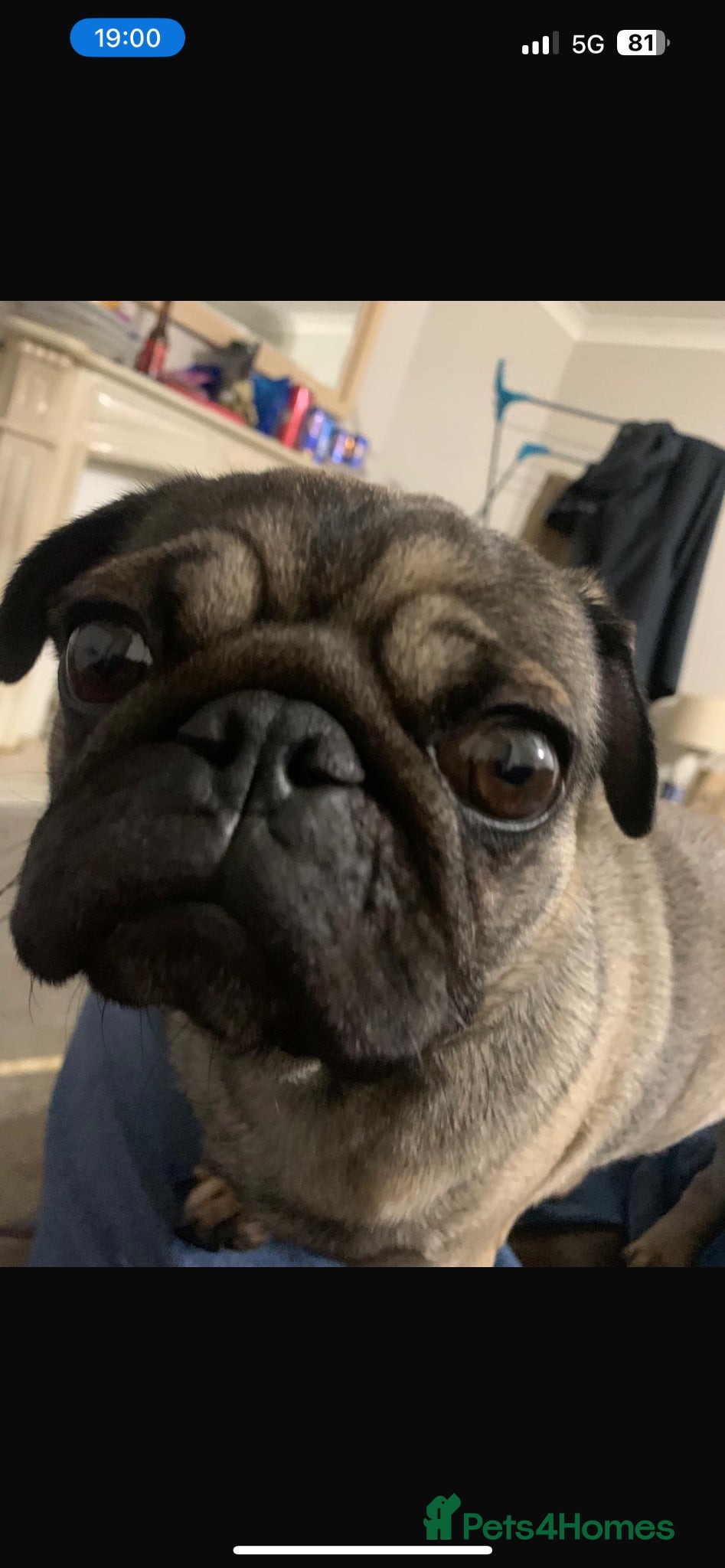 Pug dogs Roscoe  - Advert 3
