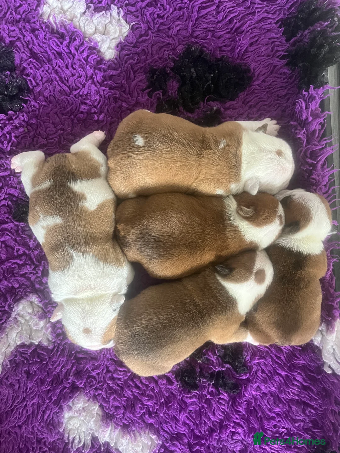 English Bulldog dogs for sale: 5 standard bulldogs silver health tested parents  - Advert 1