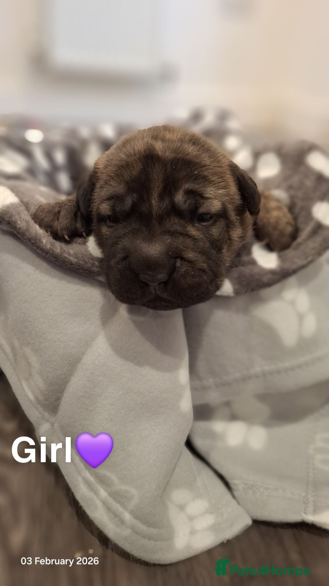 Mixed Breed dogs 🐾 4 Gorgeous Puppies Looking for Forever Homes🐾 - Advert 5