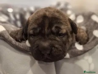 Mixed Breed dogs 🐾 4 Gorgeous Puppies Looking for Forever Homes🐾 - Advert 4