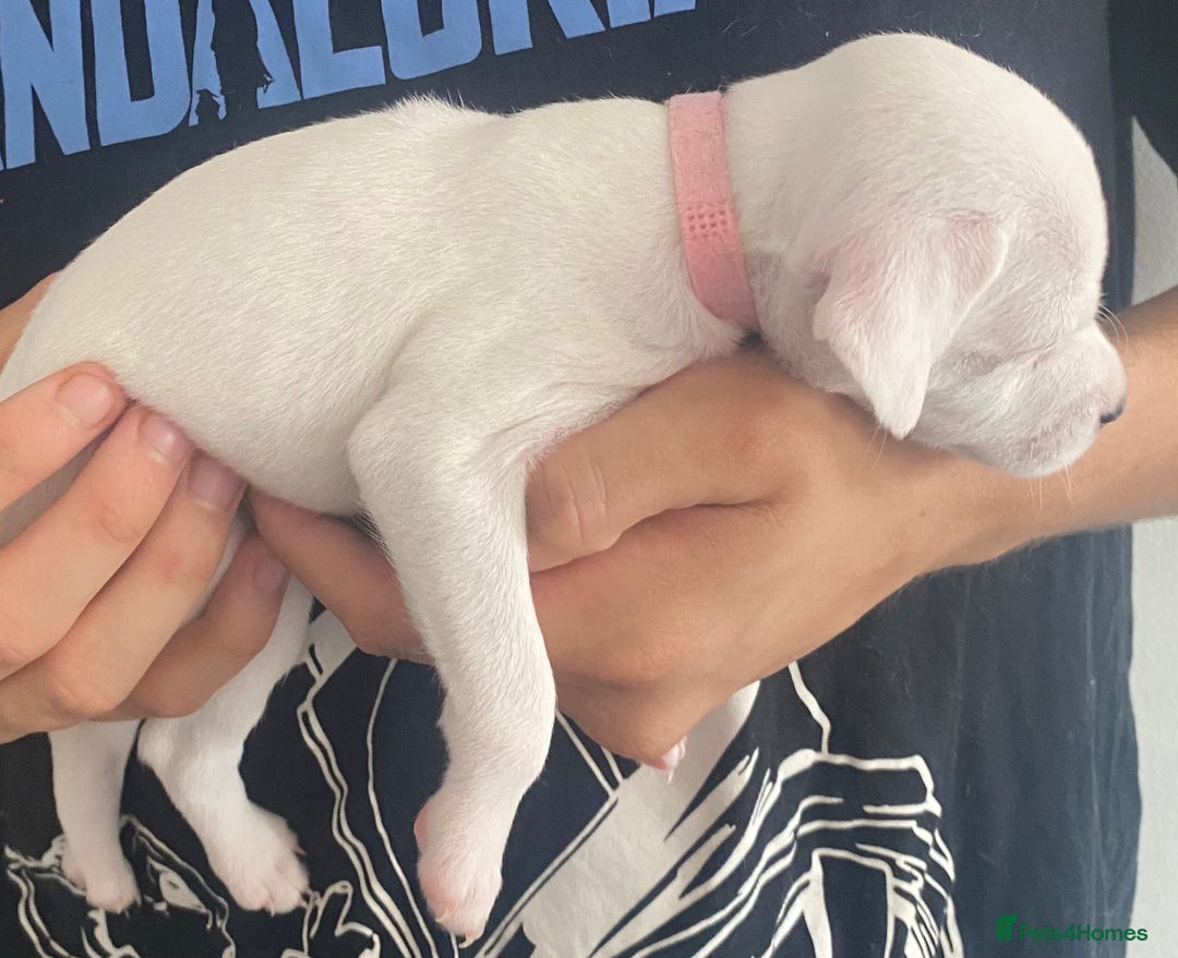 Jack Russell dogs for sale: Puppy jack Russell’s - Image 13