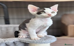 Devon Rex cats for sale: **Pedigree Devon Rex Girls** - Image 3