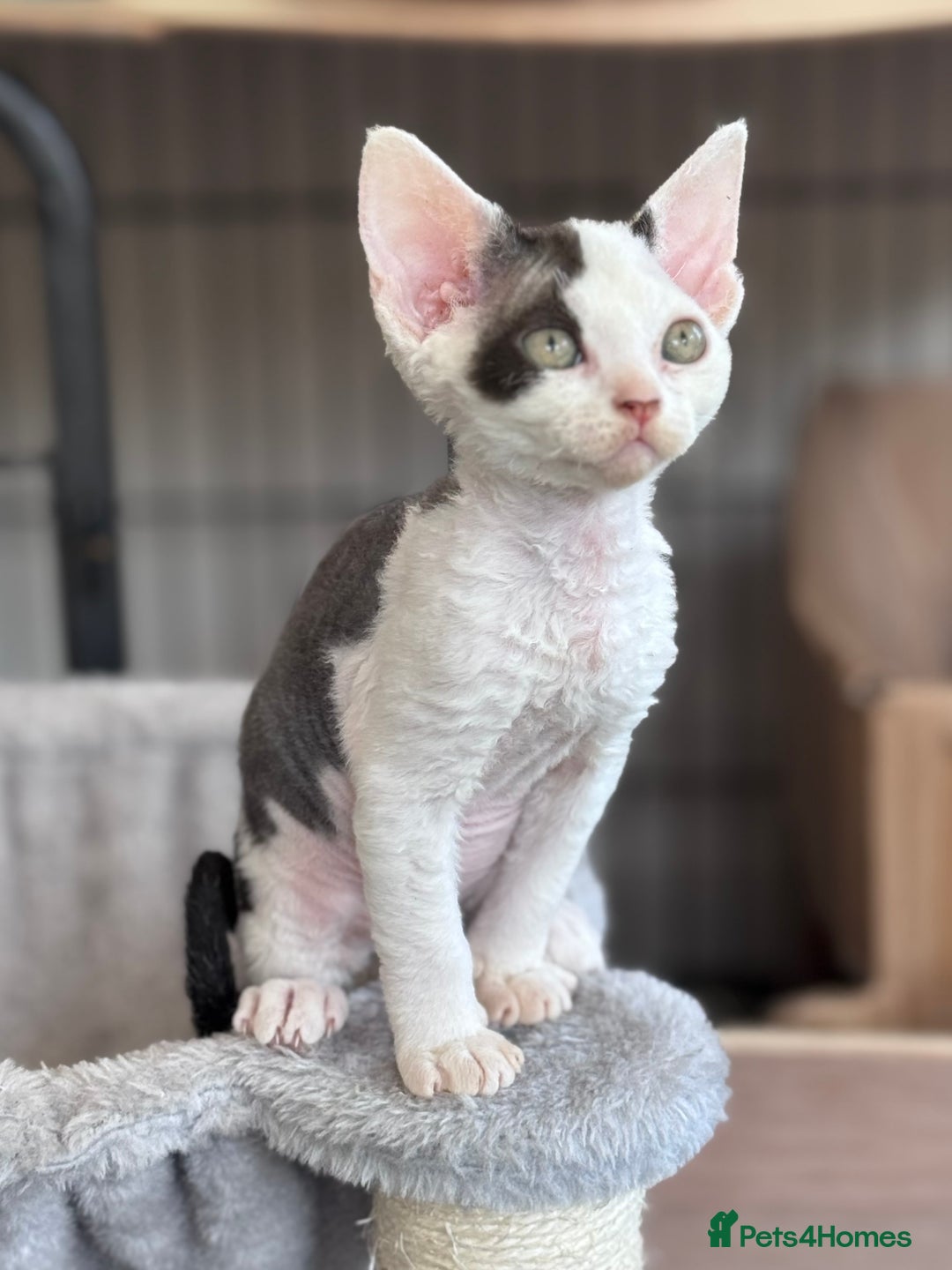 Devon Rex cats for sale: **Pedigree Devon Rex Girls** - Image 3