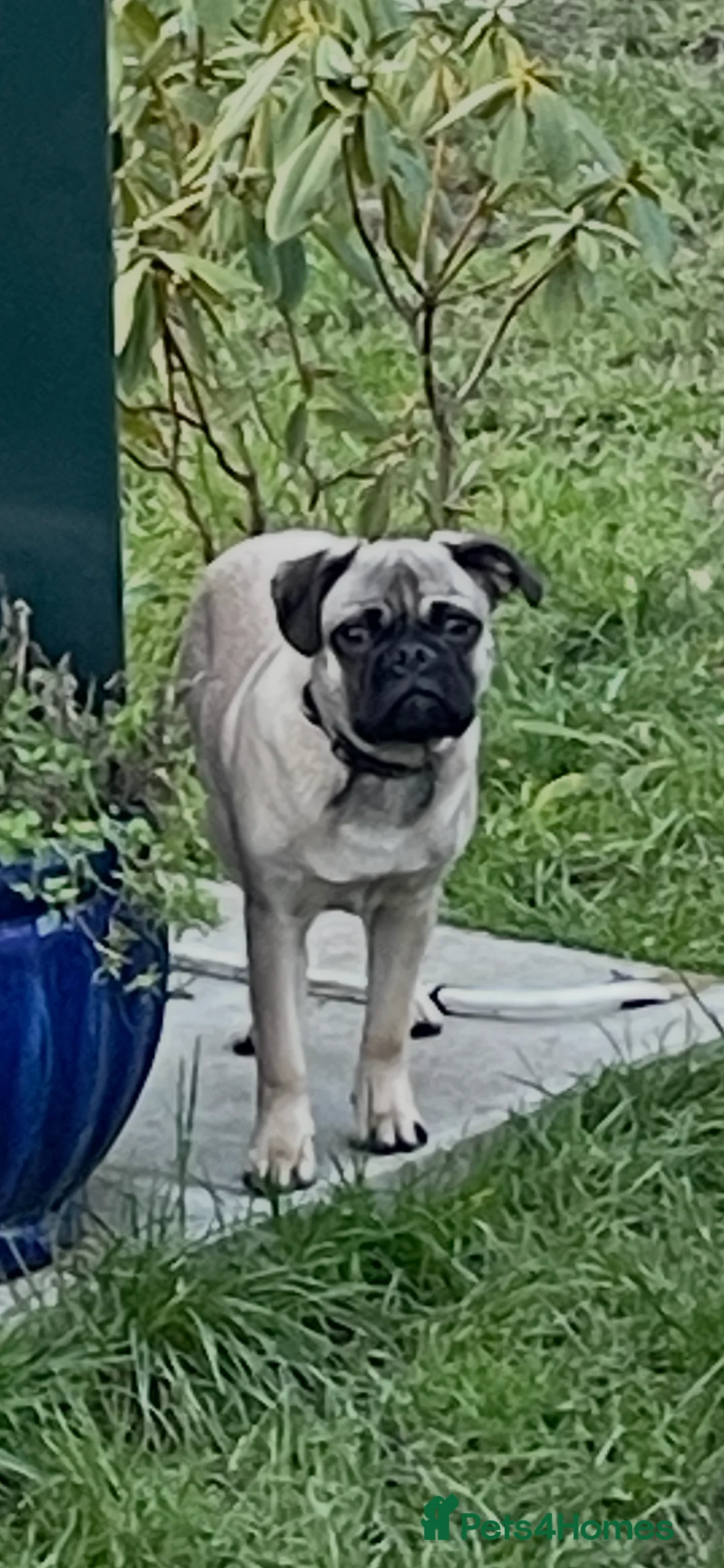 Pug dogs for sale: 5 months old boy - Advert 2