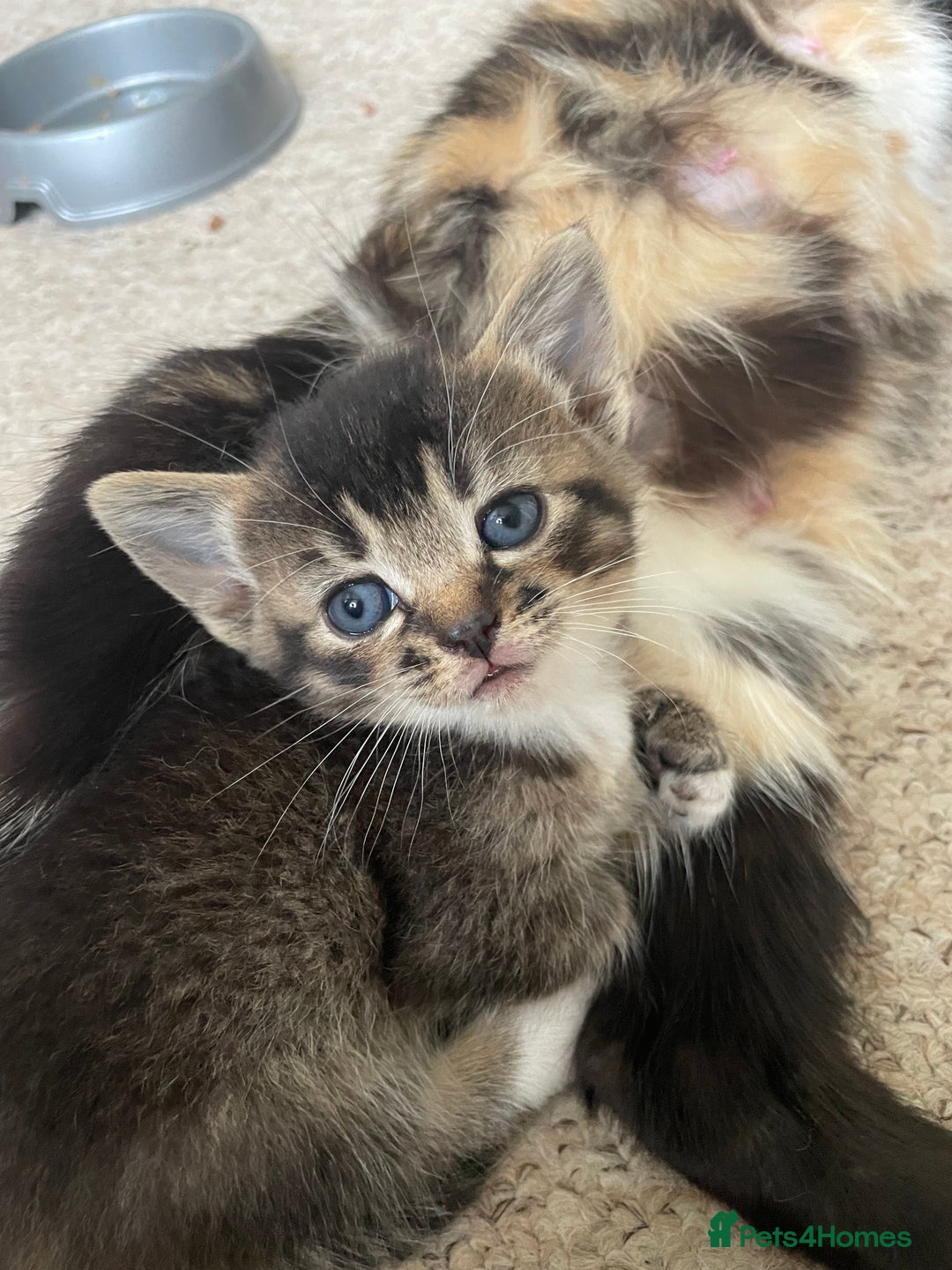 Munchkin cats for sale: Munchkin kittens for sale - Image 24