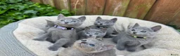 Russian Blue cats for sale: Pure Russian Blue Kittens - Advert 6