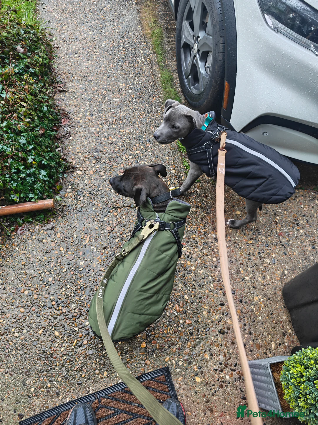 Mixed Breed dogs for sale: 2 Boy Staffys - Advert 6