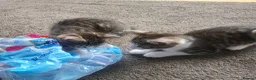 Mixed Breed cats for sale: Male kittens  - Advert 3