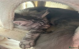 Maine Coon cats for sale: Active Maine Coon breeding queen - Image 6