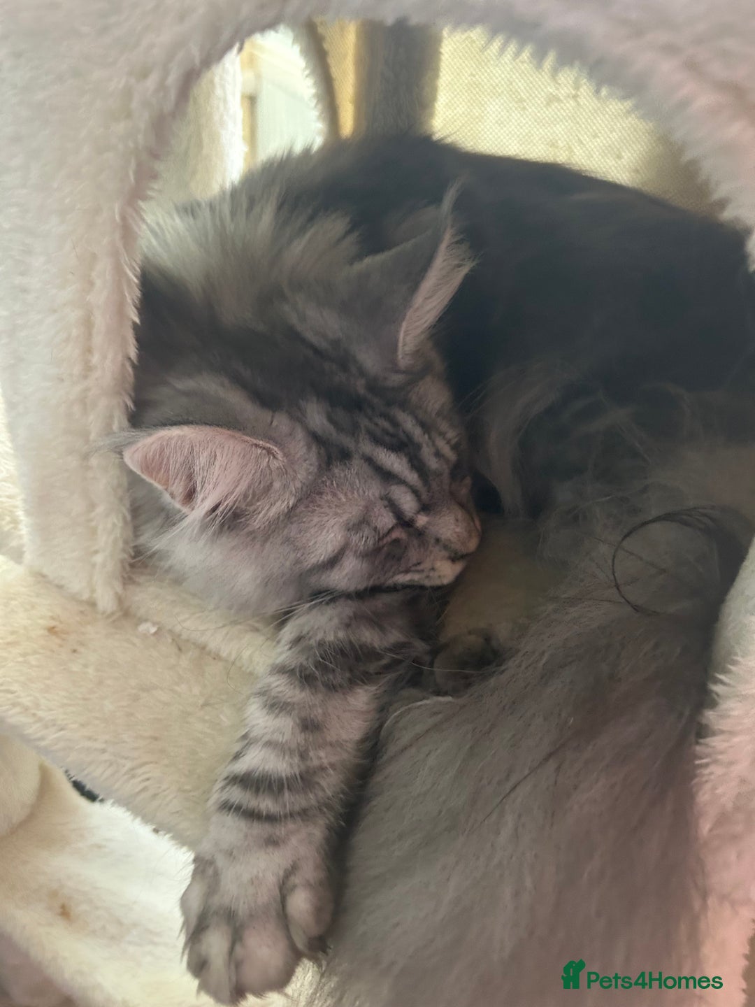 Maine Coon cats for sale: Active Maine Coon breeding queen - Image 6