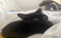 Himalayan cats for sale: Gorgeous Last kitten Girl 🩷 found home ‼️‼️ - Image 16