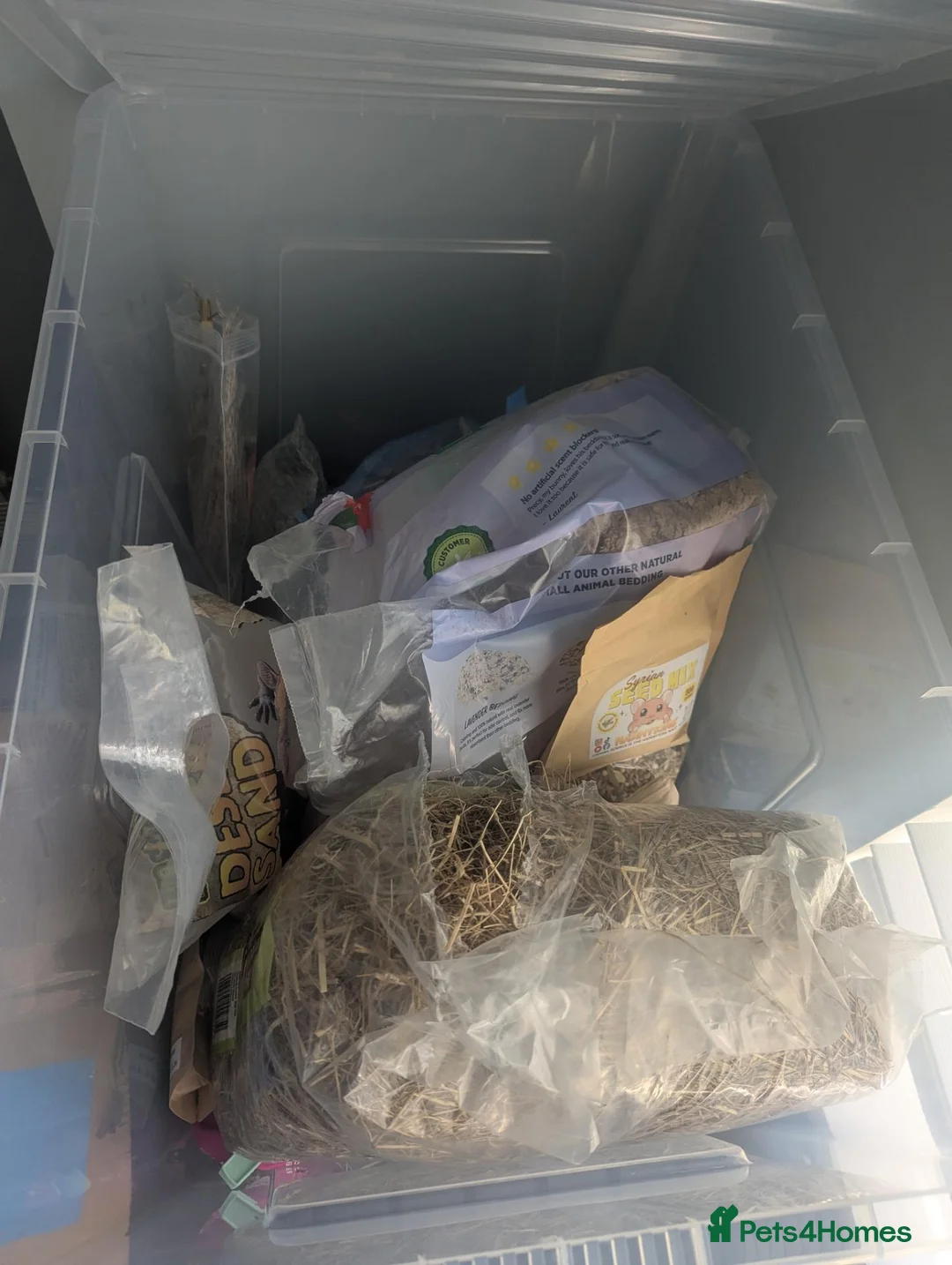 Hamster rodents for sale: Male Syrian hamster in Musselburgh - Advert 12