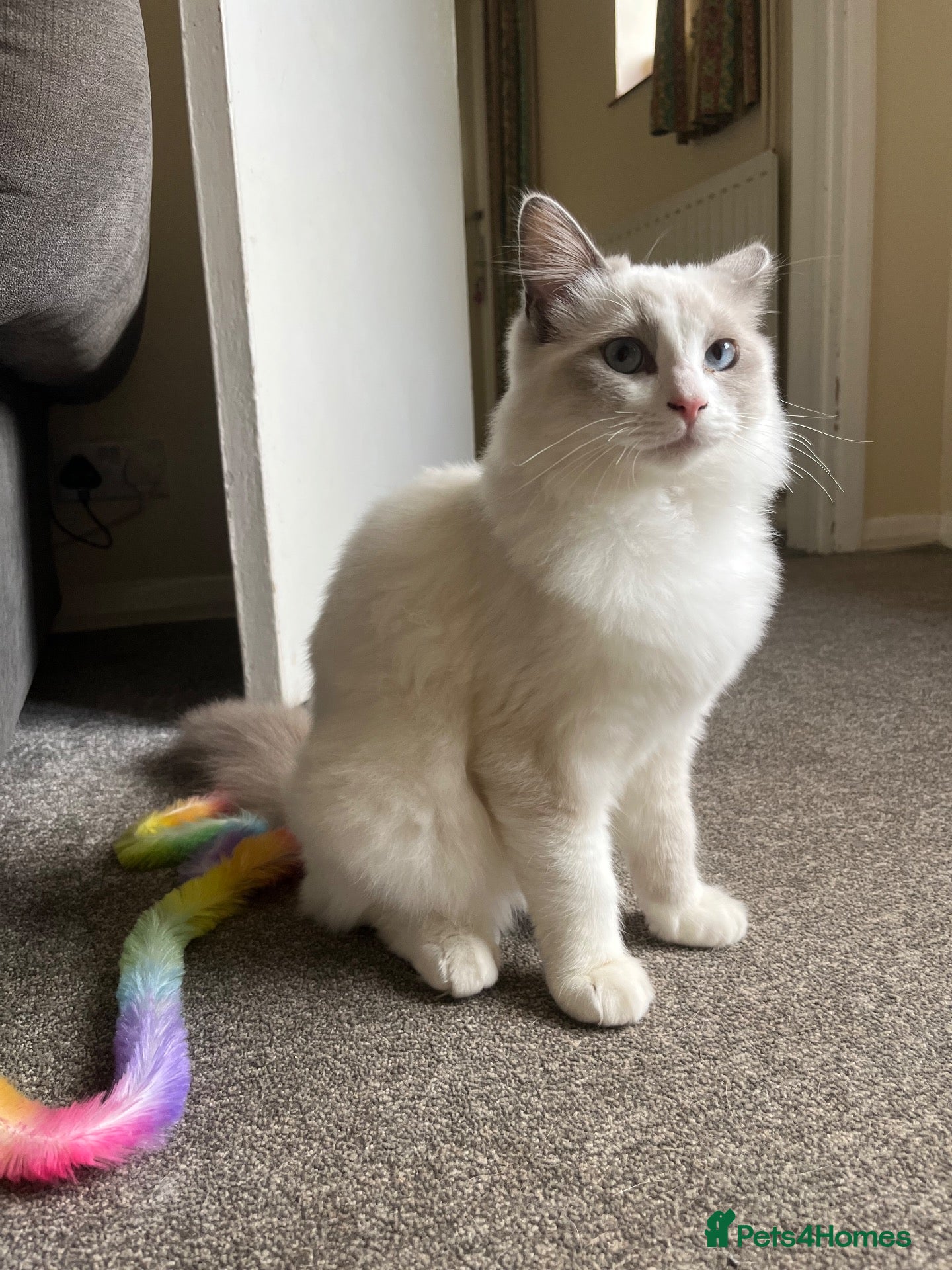 Ragdoll cats Blue BiColour Ragdoll Male Kitten  - Advert 14