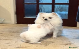 Pomeranian dogs for sale: Tiny Pomeranian Girls – Champion Bloodlines - Image 19