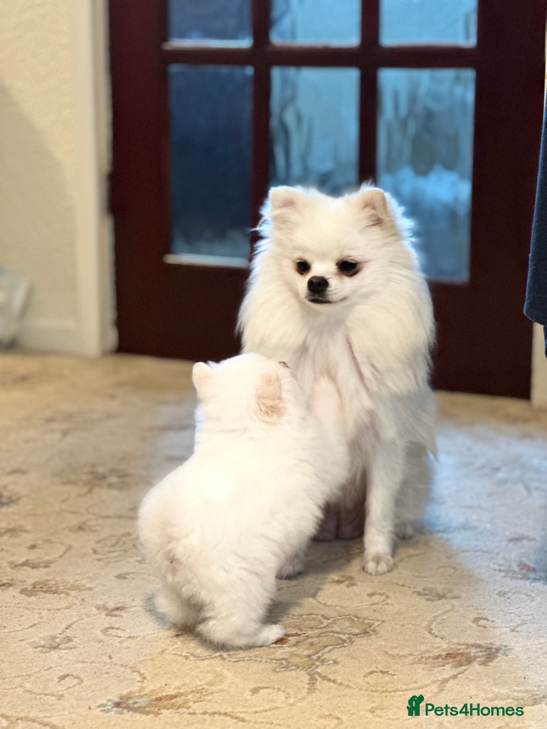Pomeranian dogs for sale: Tiny Pomeranian Girls – Champion Bloodlines - Image 19