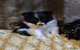 Border Collie dogs for sale: Beautiful Border Collie Pups - Image 7