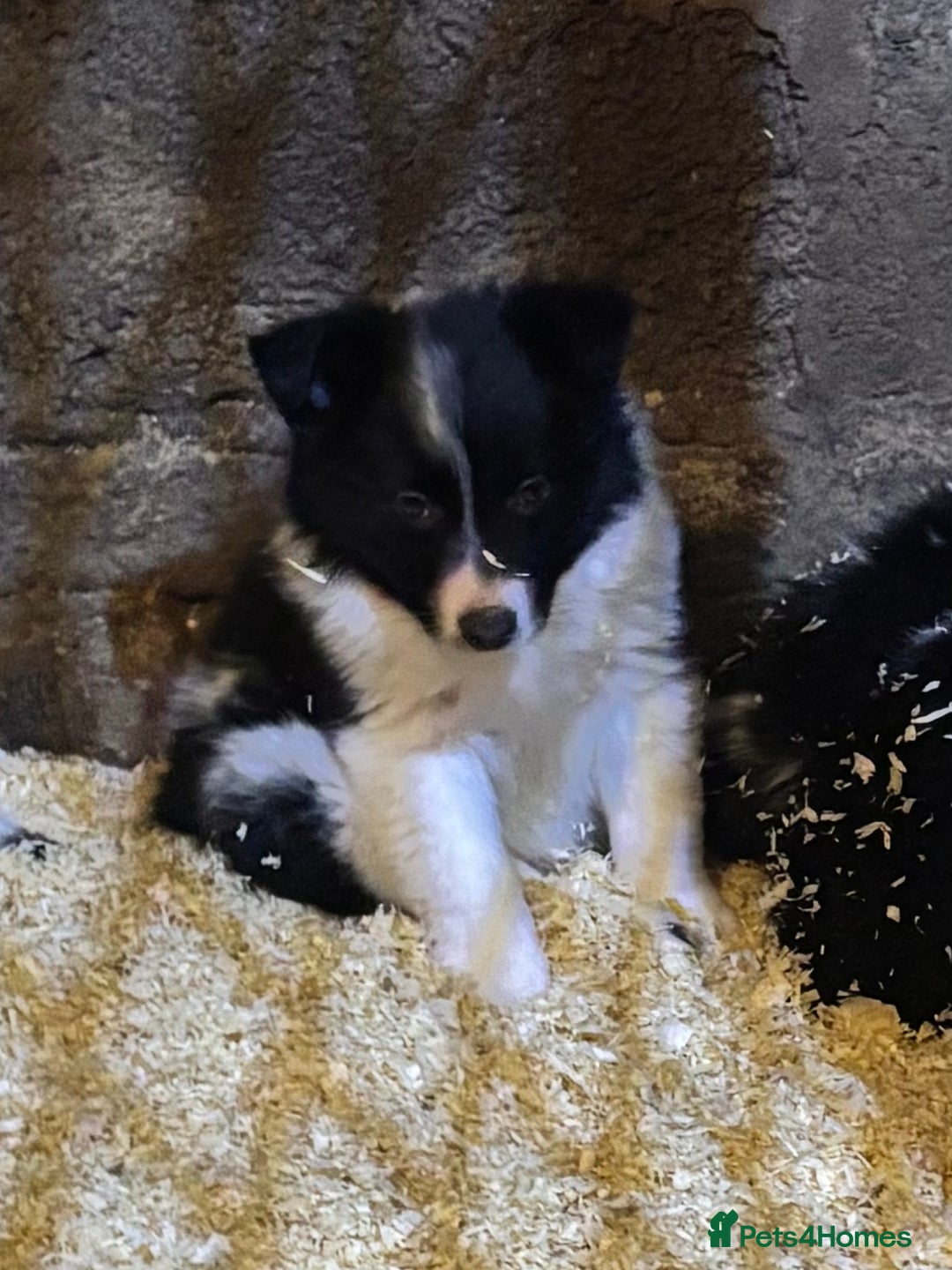 Border Collie dogs for sale: Beautiful Border Collie Pups - Image 7