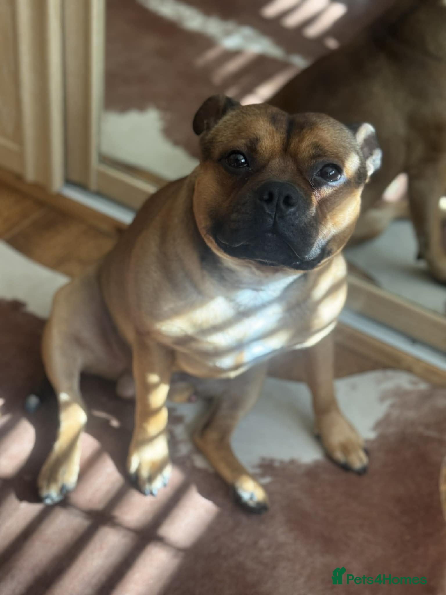 Staffordshire Bull Terrier dogs Ernie Red Staffordshire Bullterrier for Stud - Advert 2