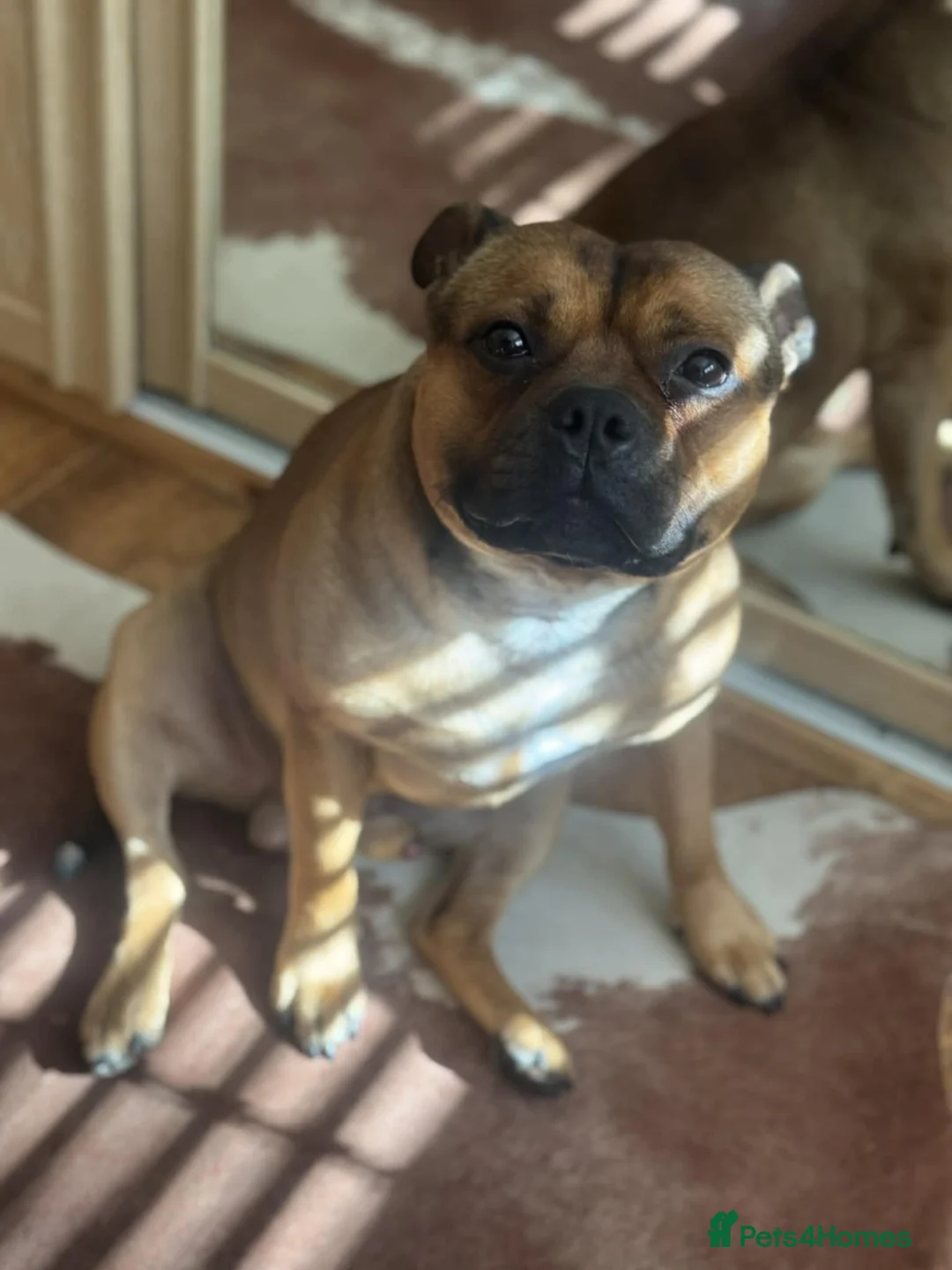 Staffordshire Bull Terrier dogs for stud: Ernie Red Staffordshire Bullterrier for Stud - Advert 1