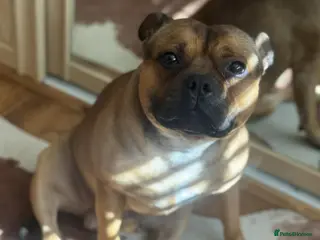 Staffordshire Bull Terrier dogs Ernie Red Staffordshire Bullterrier for Stud - Advert 2