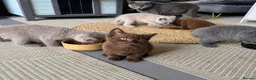 British Shorthair cats for sale: Pedigree BSH kittens stunning litter - Advert 2