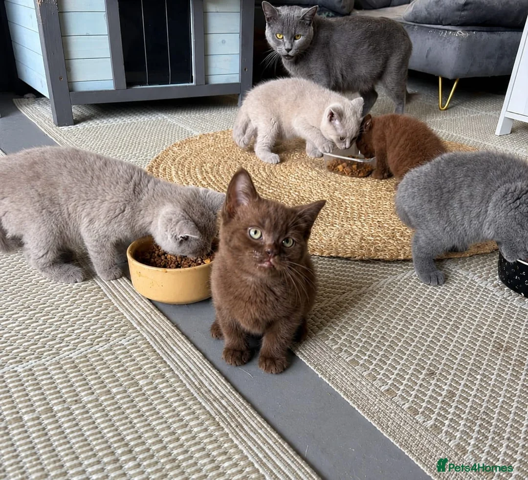 British Shorthair cats for sale: Pedigree BSH kittens stunning litter - Advert 2
