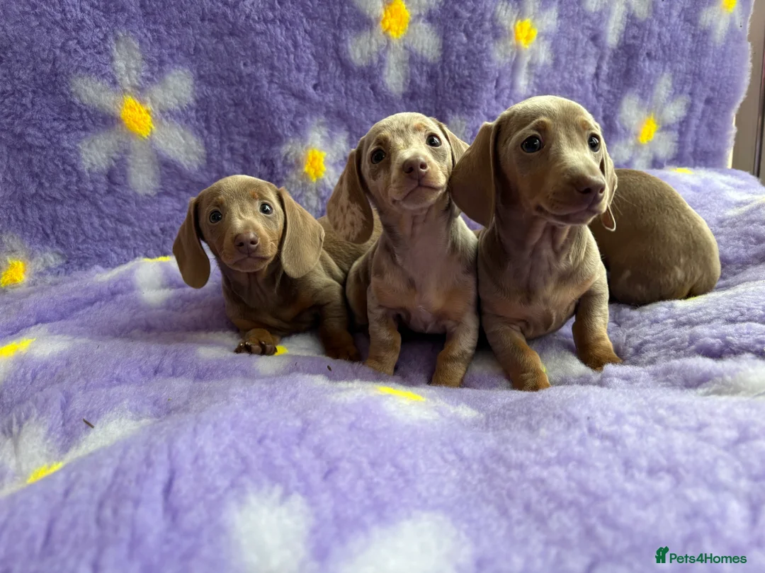 Miniature Dachshund dogs for sale: Miniature Dachsund puppies  - Advert 7