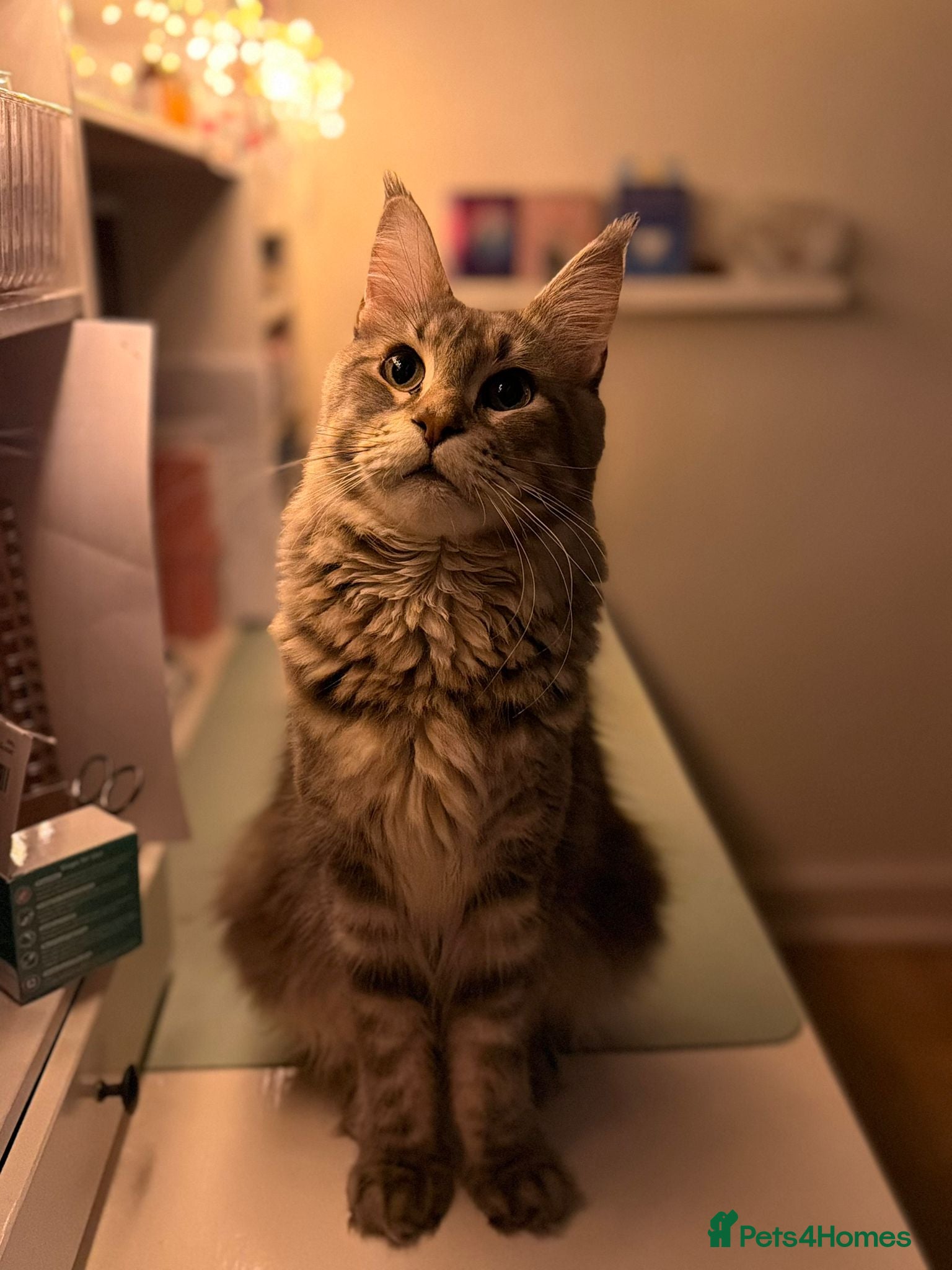 Maine Coon cats Female Maine coon - Advert 2