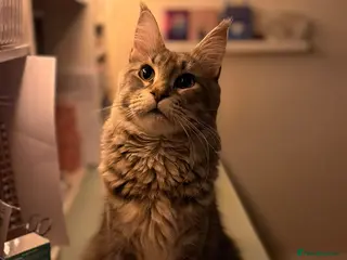 Maine Coon cats Female Maine coon - Advert 2