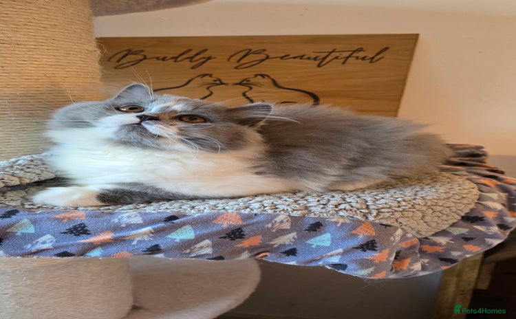 British Longhair cats - Advert 15