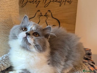 British Longhair cats - Advert 1