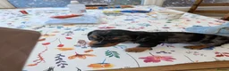 Dachshund dogs for sale: Dachshund  in King's Lynn - Advert 2